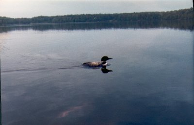 Enlarged view of image